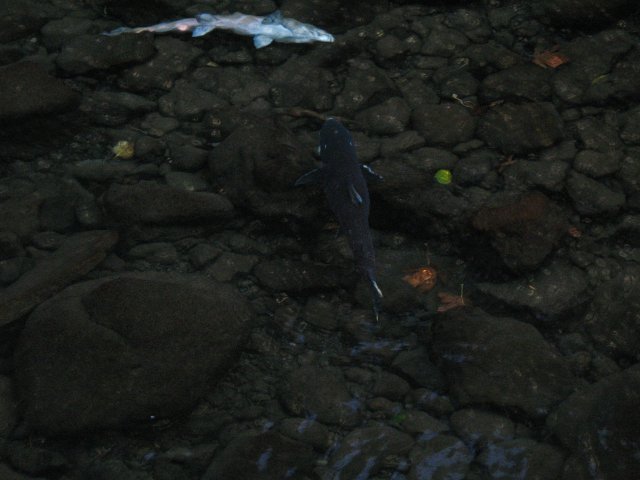 10.21.06 Wauna Viewpoint 100 